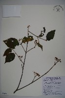 呂宋莢迷藏品圖，第1張