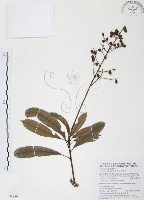 筆羅子藏品圖，第1張