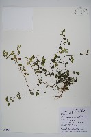爵床藏品圖，第1張