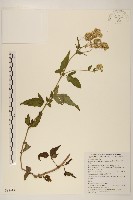 台灣澤蘭藏品圖，第1張