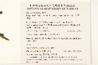 台灣澤蘭藏品圖，第2張