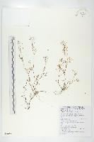 日本焊菜藏品圖，第1張