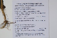 棣慕華鳳仙花藏品圖，第2張