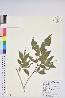 南燭藏品圖，第1張