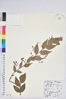 白珠樹藏品圖，第1張