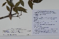 狹葉莢迷藏品圖，第2張