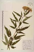 台灣澤蘭藏品圖，第1張