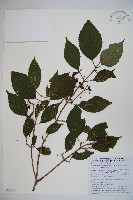 臺灣蝴蝶戲珠花、臺灣蝴蝶花藏品圖，第1張