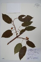 硬齒獼猴桃藏品圖，第1張