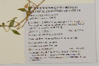 狗筋蔓藏品圖，第2張