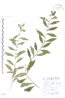 秋分草藏品圖，第1張