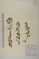 臺灣馬蘭藏品圖，第1張