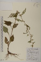 黃金珠藏品圖，第1張