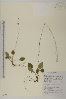 臺灣鬼督郵藏品圖，第1張