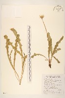 臺灣蒲公英藏品圖，第1張