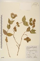 基隆澤蘭藏品圖，第1張