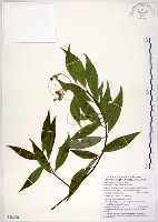 華八仙藏品圖，第1張