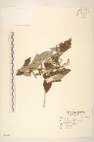 光耀藤藏品圖，第1張