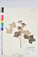 白匏子藏品圖，第1張