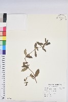 乳仔草、大飛揚藏品圖，第1張