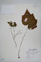 水鴨腳藏品圖，第1張