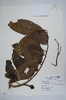 牛心梨藏品圖，第1張