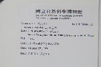 牛心梨藏品圖，第2張