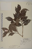 福建賽衛矛、福建假衛矛藏品圖，第1張