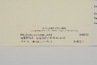 福建賽衛矛、福建假衛矛藏品圖，第3張