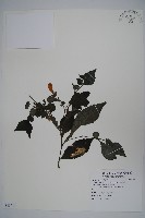 曲莖馬藍藏品圖，第1張