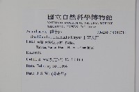 曲莖馬藍藏品圖，第2張