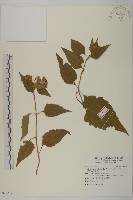 香澤蘭、飛機草藏品圖，第1張