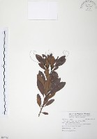 楊梅藏品圖，第1張