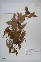 樟葉槭藏品圖，第1張