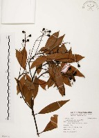 香楠藏品圖，第1張