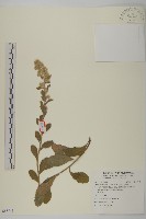 柔毛艾納香藏品圖，第1張