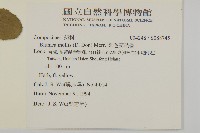 柔毛艾納香藏品圖，第2張