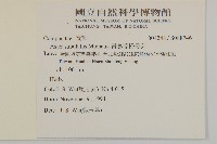 掃帚菊藏品圖，第2張