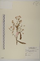 掃帚菊藏品圖，第1張