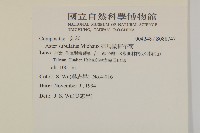 掃帚菊藏品圖，第2張