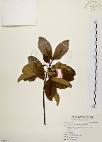 降真香藏品圖，第1張