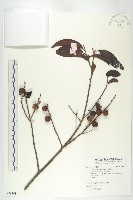 山紅柿藏品圖，第3張