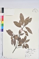 青剛櫟、鐵椆藏品圖，第1張