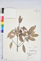 子彈石櫟藏品圖，第1張