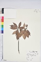 子彈石櫟、柯藏品圖，第1張