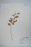 向天黃藏品圖，第1張