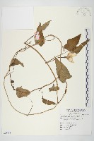 甕菜、空心菜藏品圖，第1張