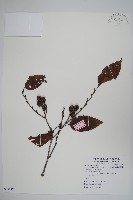 臺灣赤楊、臺灣榿木藏品圖，第1張