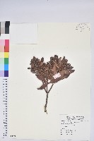 臺灣馬醉木藏品圖，第1張