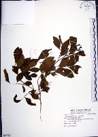 月橘藏品圖，第1張